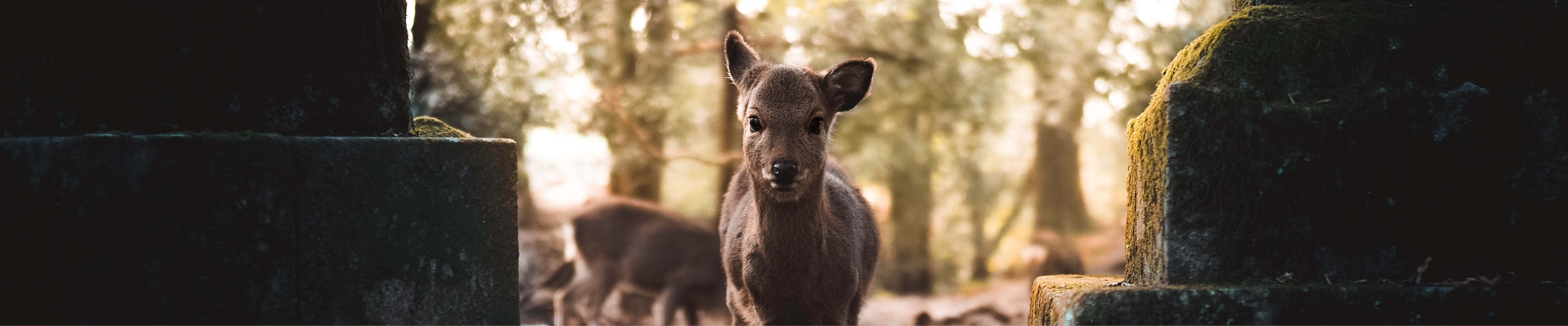 Germanroamers Interview Olympus E-M1X